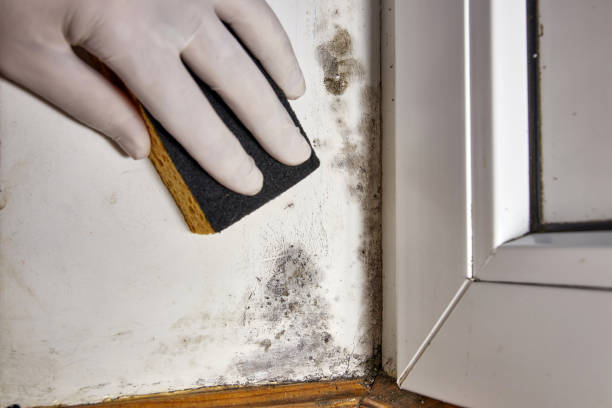 Best Mold Prevention Services  in Mesita, NM